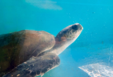 Iru Turtle patient Iru, right profile. Image.