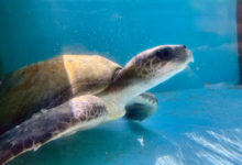 Iru Turtle patient Iru restimg at the bottom of the tank at the Rescue Centre. Image.