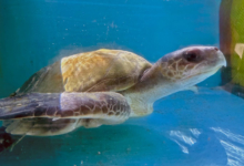 Iru Turtle patient Iru recovering in the tank at the Rescue Centre. Image.