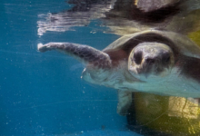 Iru Turtle patient Iru, facing the camera, recovering in the tank at the Rescue Centre. Image.