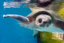 Iru Turtle patient Iru, facing the camera, recovering in the tank at the Rescue Centre. Image.