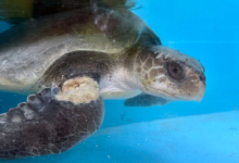 Bulbul Turtle patient Bulbul in the tank at the Rescue Centre, ligature wound on front right flipper. Image.