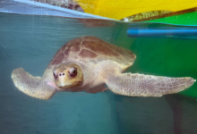Iru Turtle patient Iru in the tank at the Rescue Centre. Image.