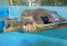 Nooru Turtle patient Nooru in the tank at the Rescue Centre. Image.
