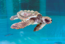 Baraboa Turtle patient Baraboa in the tank at the Rescue Centre before his release. Image.