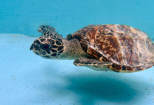 Usha Turtle patient Usha in the tank at the Rescue Centre. Image.