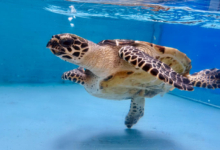Usha Turtle patient Usha in the tank at the Rescue Centre. Image.
