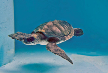 Vilunoo Turtle patient Vilunoo in the tank at the Rescue Centre. Image.