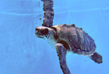 Vilunoo Turtle patient Vilunoo in the tank at the Rescue Centre. Image.