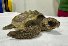 Baraboa Turtle patient Baraboa, a juvenile loggerhead, at the Rescue Centre. Image.