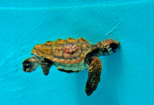 Baraboa Turtle patient Baraboa, a juvenile loggerhead, at the Rescue Centre. Image.