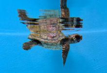 Baraboa Turtle patient Baraboa, a juvenile loggerhead, at the Rescue Centre. Image.