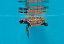 Baraboa Turtle patient Baraboa, a juvenile loggerhead, at the Rescue Centre. Image.