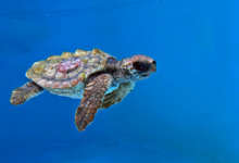 Baraboa Turtle patient Baraboa, a juvenile loggerhead, at the Rescue Centre. Image.