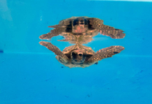 Baraboa, Released Turtle patient Baraboa, a juvenile loggerhead, at the Rescue Centre. Image.