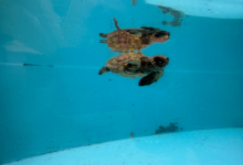 Baraboa Turtle patient Baraboa, a juvenile loggerhead, at the Rescue Centre. Image.