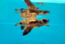 Baraboa Turtle patient Baraboa, a juvenile loggerhead, at the Rescue Centre. Image.