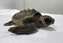 Baraboa Turtle patient Baraboa, a juvenile loggerhead, at the Rescue Centre. Image.