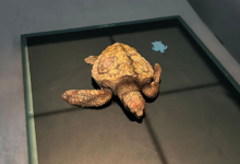 Baraboa Turtle patient Baraboa, a juvenile loggerhead, at the Rescue Centre. Image.