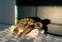 Baraboa Turtle patient Baraboa, a juvenile loggerhead, at the Rescue Centre. Image.