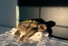Baraboa Turtle patient Baraboa, a juvenile loggerhead, at the Rescue Centre. Image.