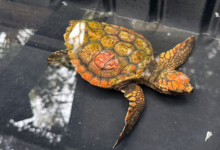 Baraboa Turtle patient Baraboa, a juvenile loggerhead, at the Rescue Centre. Image.