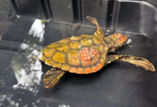 Baraboa Turtle patient Baraboa, a juvenile loggerhead, at the Rescue Centre. Image.
