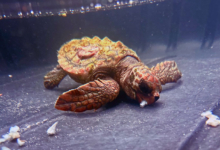 Baraboa Turtle patient Baraboa, a juvenile loggerhead, at the Rescue Centre. Image.