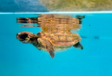 Baraboa Turtle patient Baraboa, a juvenile loggerhead, at the Rescue Centre. Image.
