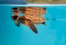 Baraboa Turtle patient Baraboa, a juvenile loggerhead, at the Rescue Centre. Image.