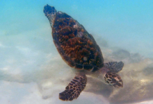 Turtle patient Usha back in the wild after being released. Turtle patient Usha back in the wild after being released. Image.