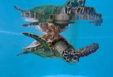 Usha Turtle patient Usha, a hawksbill, recovering in the tank at the Rescue Centre. Image.