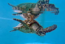 Usha Turtle patient Usha, a hawksbill, recovering in the tank at the Rescue Centre. Image.