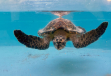 Usha Turtle patient Usha, a hawksbill, recovering in the tank at the Rescue Centre. Image.