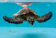 Usha, Released Turtle patient Usha, a hawksbill, recovering in the tank at the Rescue Centre. Image.