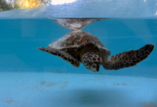 Usha Turtle patient Usha, a hawksbill, recovering in the tank at the Rescue Centre. Image.