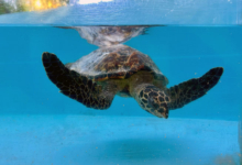 Usha Turtle patient Usha, a hawksbill, recovering in the tank at the Rescue Centre. Image.