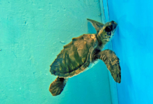 Vilunoo Juvenile olive ridley turtle Vilunoo recovering in the tank at the Rescue Centre. Image.