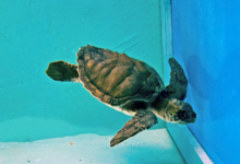 Vilunoo Juvenile olive ridley turtle Vilunoo recovering in the tank at the Rescue Centre. Image.