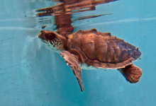 Vilunoo Juvenile olive ridley turtle Vilunoo recovering in the tank at the Rescue Centre. Image.