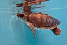 Vilunoo Juvenile olive ridley turtle Vilunoo recovering in the tank at the Rescue Centre. Image.