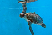 Vilunoo Juvenile olive ridley turtle Vilunoo recovering in the tank at the Rescue Centre. Image.