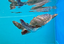 Vilunoo Juvenile olive ridley turtle Vilunoo swimming in the tank at the Rescue Centre. Image.