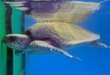 Saimaa Turtle patient Saimaa recovering in the tank at the Rescue Centre. Image.