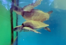 Saimaa Turtle patient Saimaa recovering in the tank at the Rescue Centre. Image.