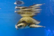 Saimaa, olive ridley sea turtle, ghost gear victim, deceased Turtle patient Saimaa recovering in the tank at the Rescue Centre. Image.