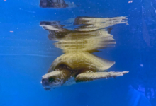 Saimaa Turtle patient Saimaa recovering in the tank at the Rescue Centre. Image.