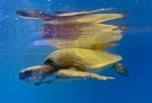 Saimaa Turtle patient Saimaa recovering in the tank at the Rescue Centre. Image.