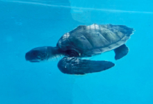 Hiyala Turtle patient Hiyala recovering in the tank at the Rescue Centre. Image.