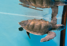 Hiyala Turtle patient Hiyala recovering in the tank at the Rescue Centre. Image.
